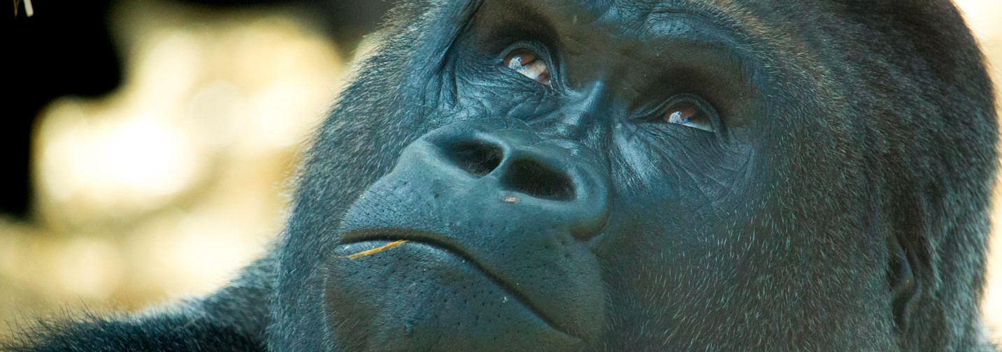 Image for Howletts Gorilla 5k